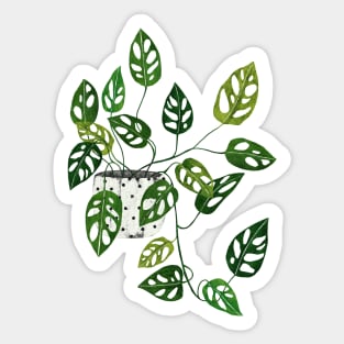 Monstera obliqua interior plant Sticker